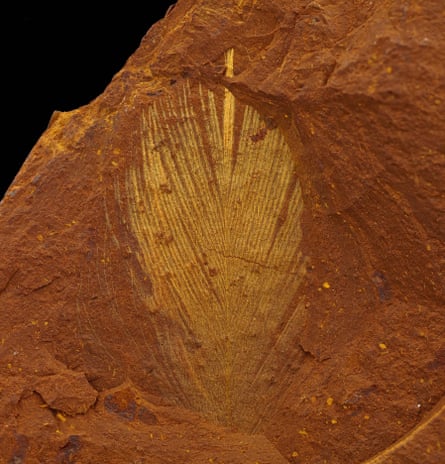 A fossilised feather, which appears yellow against the brown rock it is in