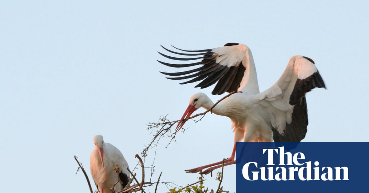 Rewilding group to assess possible return of white storks to London