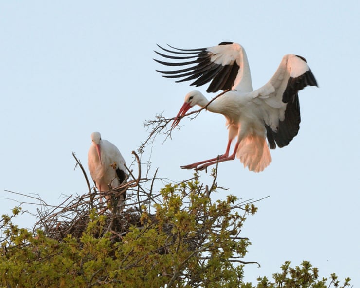 Rewilding group to assess possible return of white storks to London Rewilding group to assess possible return of white storks to London