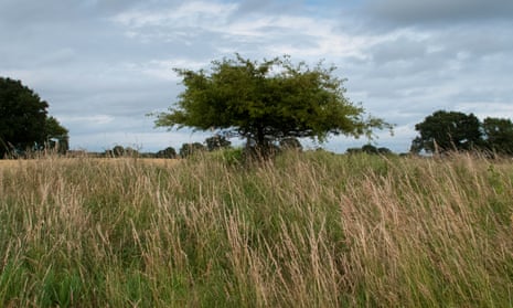 The hawthorn tree planted in 1996 marks the Langley Bush site, a key landmark at least since the bronze age.