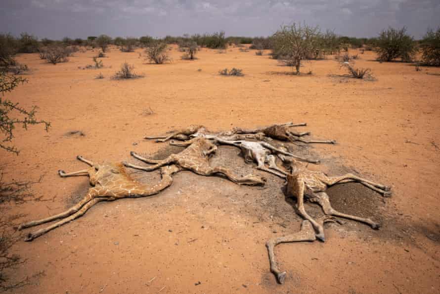 The bodies of six giraffes on the ground in Sabuli Wildlife Conservancy in Kenya