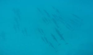 Video still shows dolphins swimming at the bottom of a bay off Waianae, Hawaii