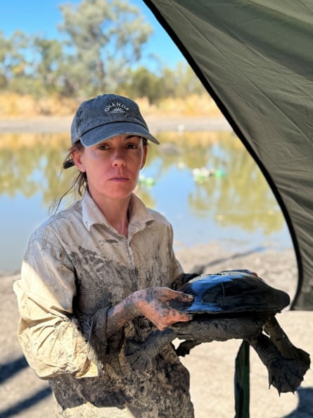 A woman holds up a broad-shelled turtle, both of them quite muddy