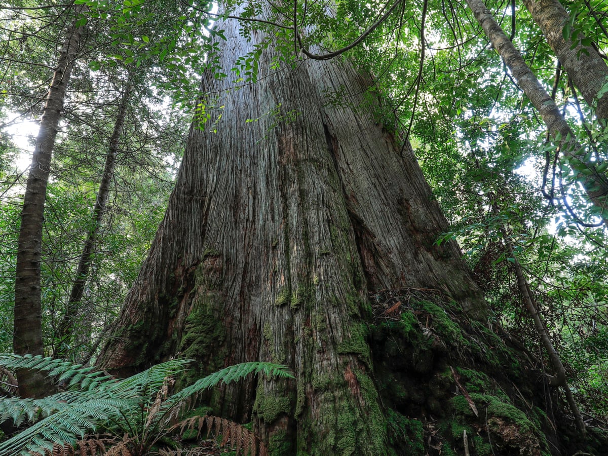 Native Forests Why Logging In Victoria And Tasmania Is Under Pressure Victoria The Guardian
