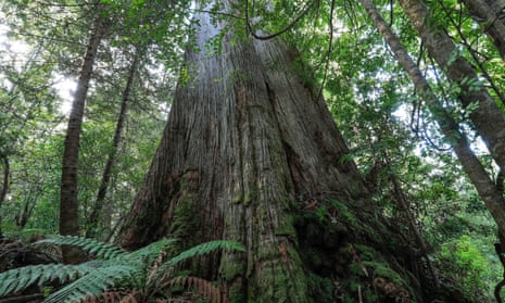 File photo of Tasmanian old-growth forest