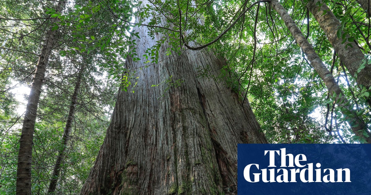 Native forest logging must end in order to reach Labor’s emissions reduction target, expert says | Labor party Native forest logging must end in order to reach Labor’s emissions reduction target, expert says | Labor party