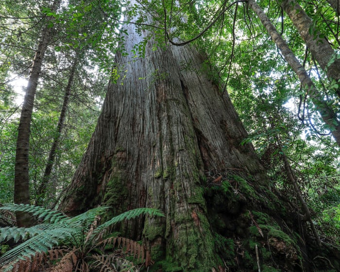 Native forest logging must end in order to reach Labor’s emissions reduction target, expert says