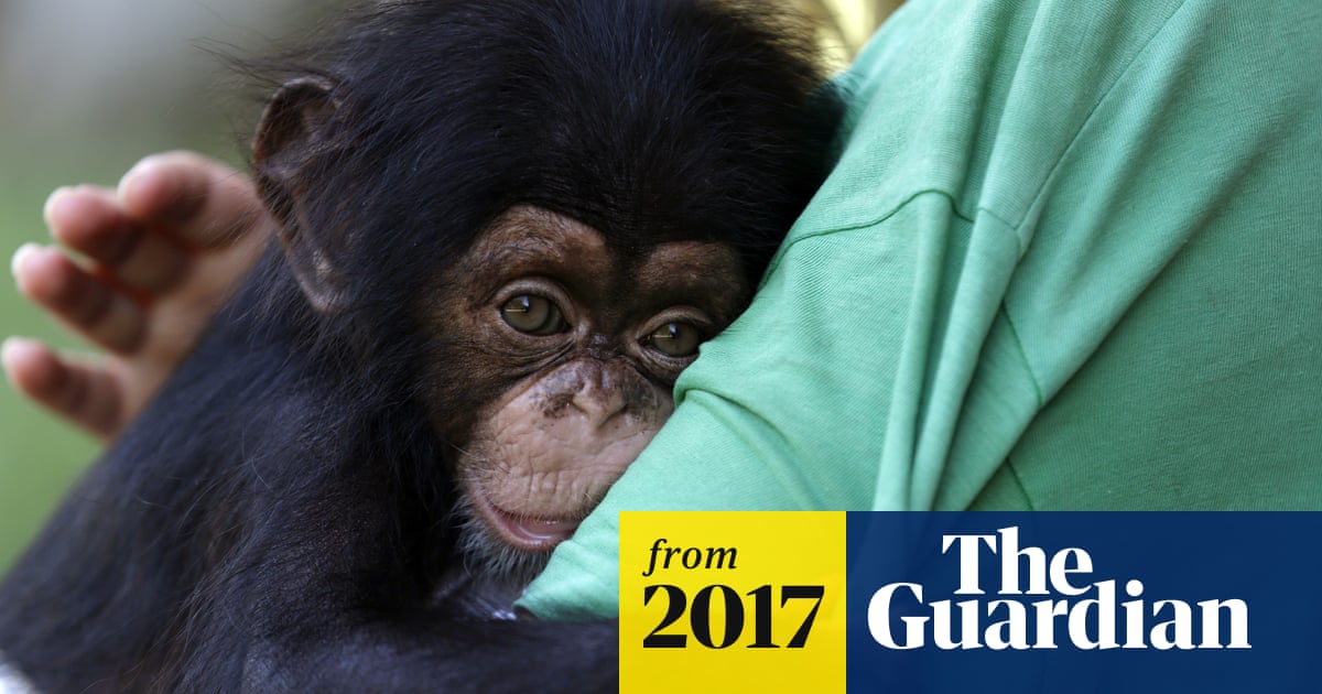 Chimpanzees do not have same legal rights as humans, US appeals court rules  | Animals | The Guardian