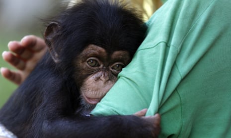 A baby chimpanzee clings to a zookeeper in the Netherlands. A US court has ruled apes do not have the same legal rights as humans.