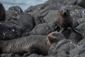 New Zealand fur seals bask in the sun next to Albatross Colony in Otago Peninsula near Dunedin, New Zealand.