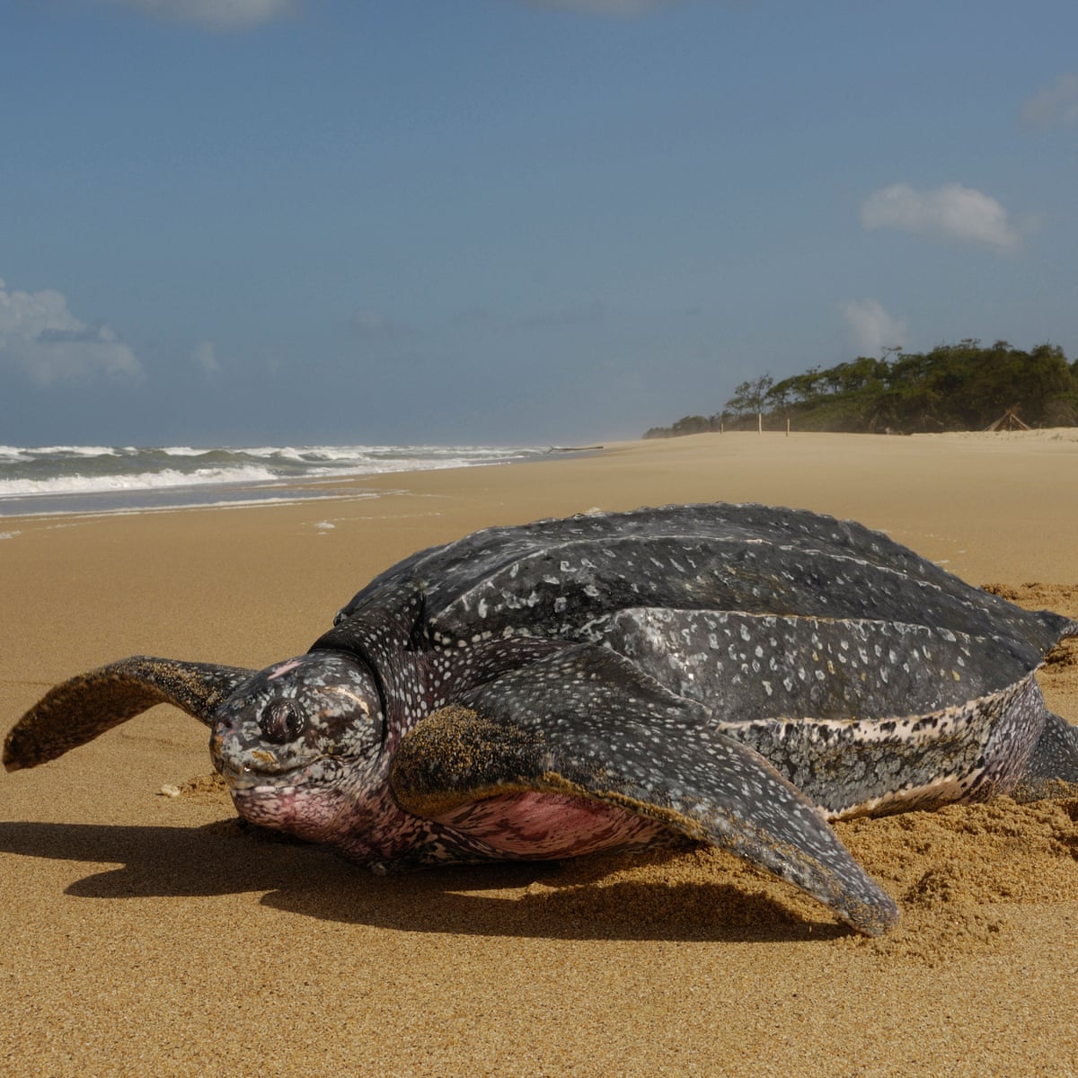 Leatherback Sea Turtle Eating Jellyfish leatherback-sea-turtle-eating-jellyfish