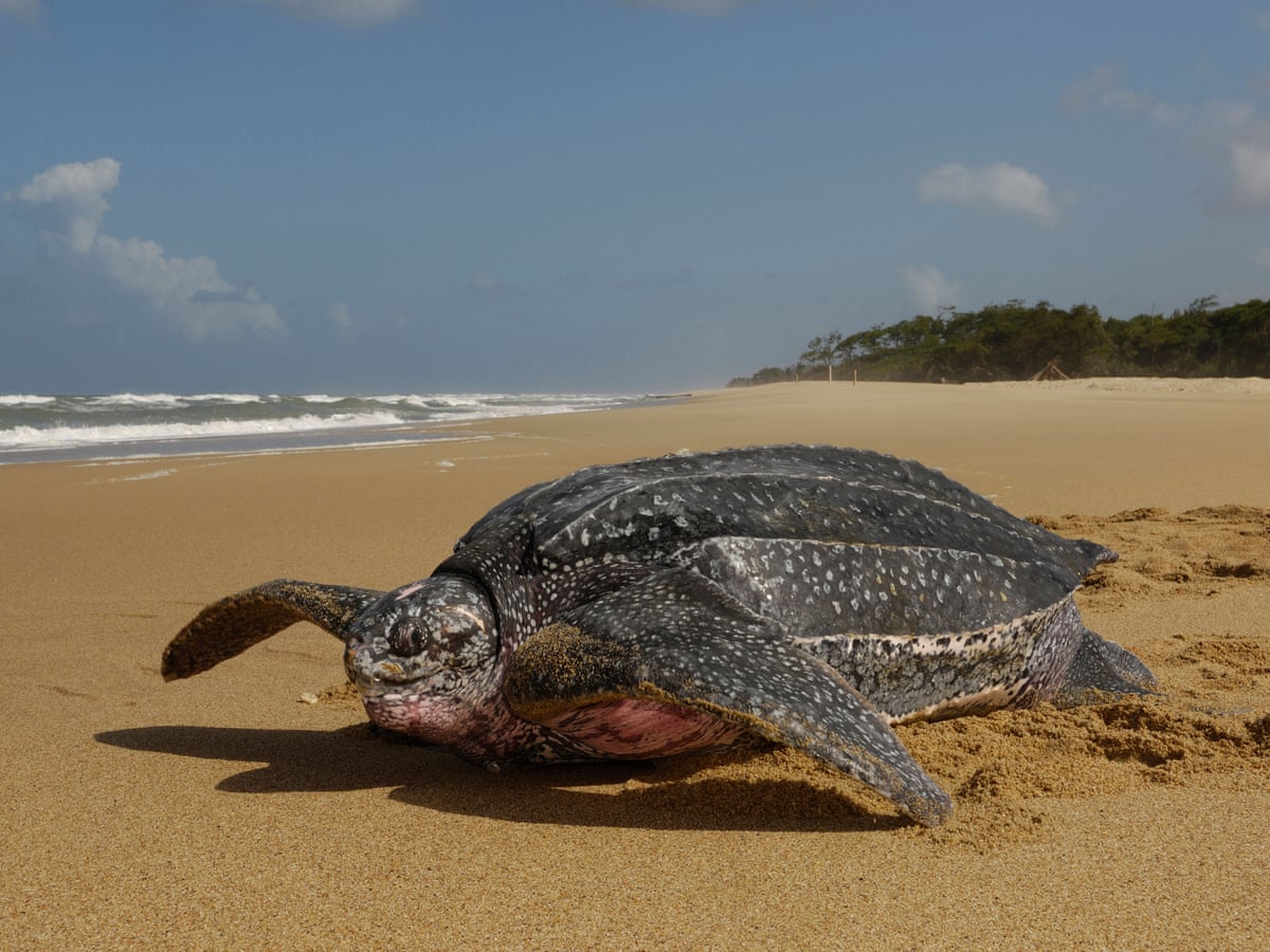 Leatherback Sea Turtle