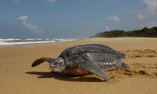 A female leatherback turtle heading back to sea after nesting
