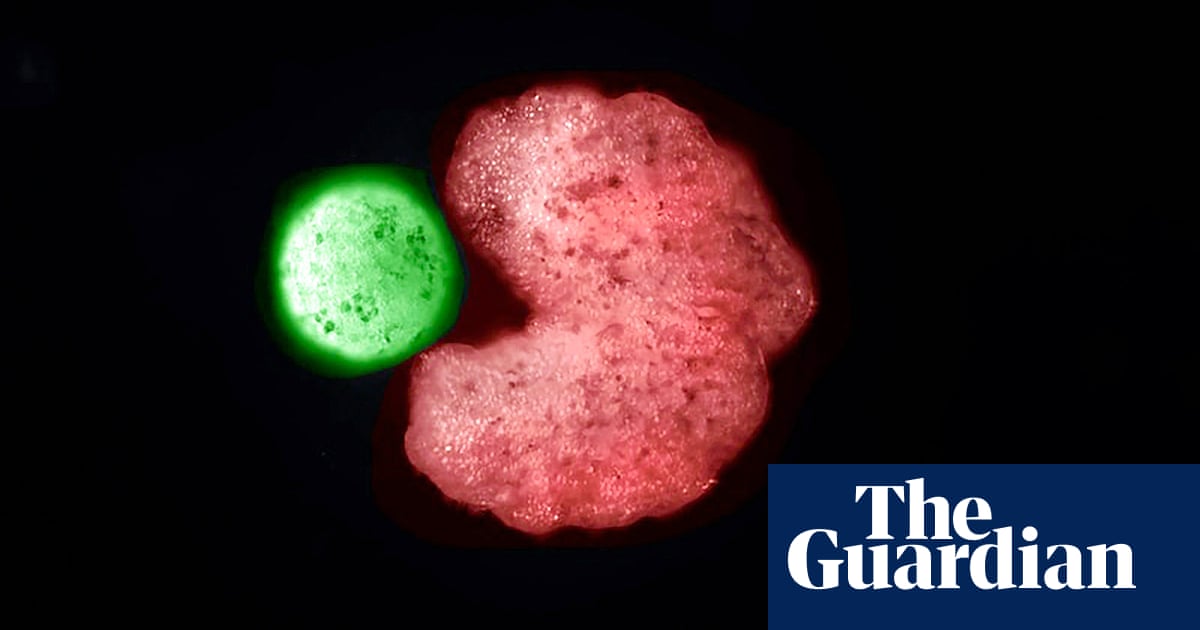 ‘Amazing science’: researchers find xenobots can give rise to offspring