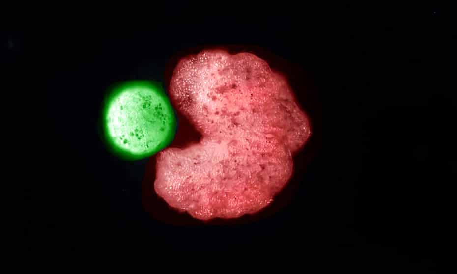 Xenobots. The parent organism in red next to an offspring cell coloured green.