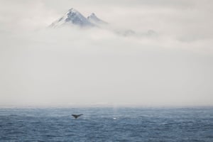 Humpback whales breach the surface in Hope Bay, Antarctica