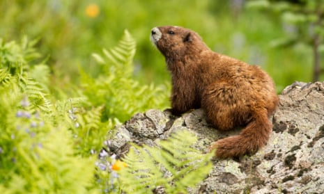 Many of the 300 plants and animals endemic to Canada at risk, report finds | Canada | The Guardian Many of the 300 plants and animals endemic to Canada at risk, report finds | Canada | The Guardian