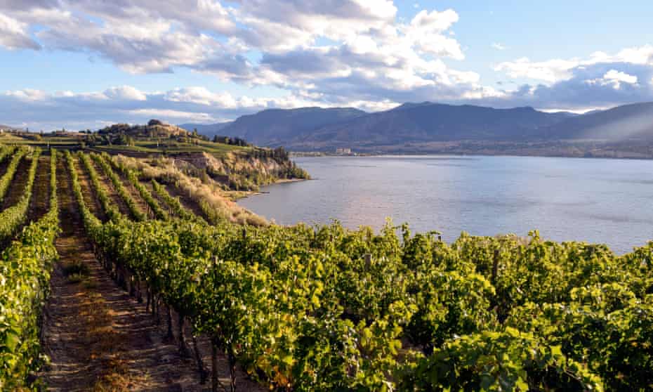 Vine living … the Okanagan Valley, despite winter cold snaps, has an ideal climate for grapes.