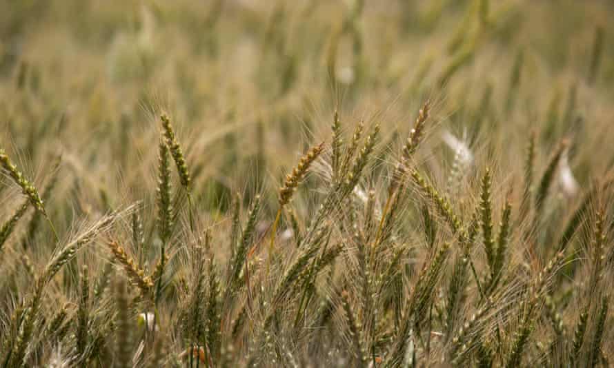 A wheat field in Bethungra, NSW