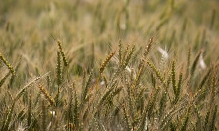 A wheatfield in Bethungra, NSW