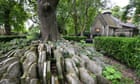 The Guardian view on the death of the Hardy Tree: a legend uprooted ...