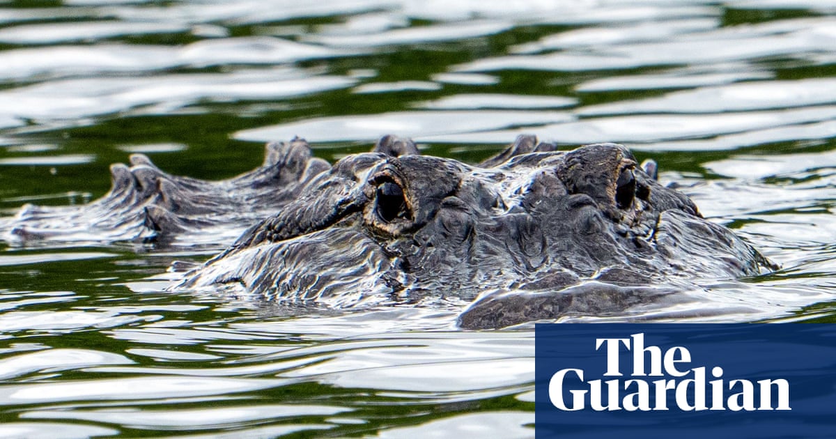 Florida woman swimming in river killed in rare alligator attack at state forest