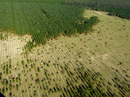 Aerial view of reforestation