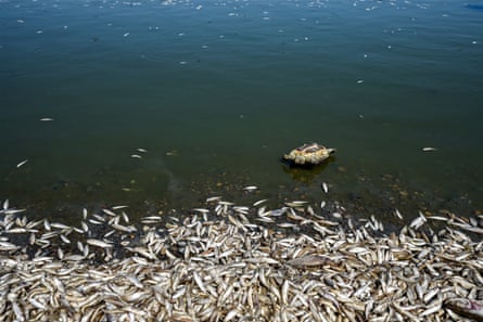 Thousands of dead fish and a dead turtle float on a river