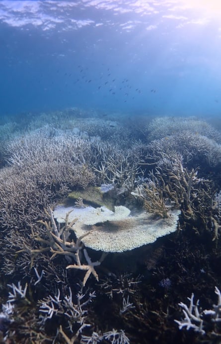 Coral bleaching at Heron Island, Queensland.