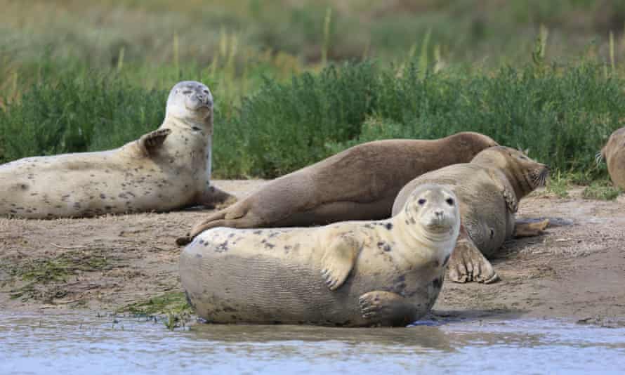 Since 2003 there has been as steady increase in seal populations in the Thames estuary.
