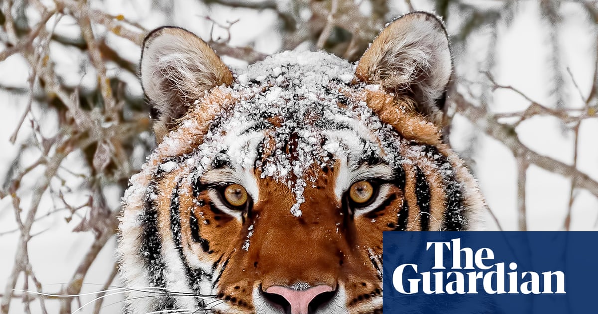‘The tigers are hungry’: endangered but deadly, the world’s largest big cat is sowing fear in Siberia’s villages