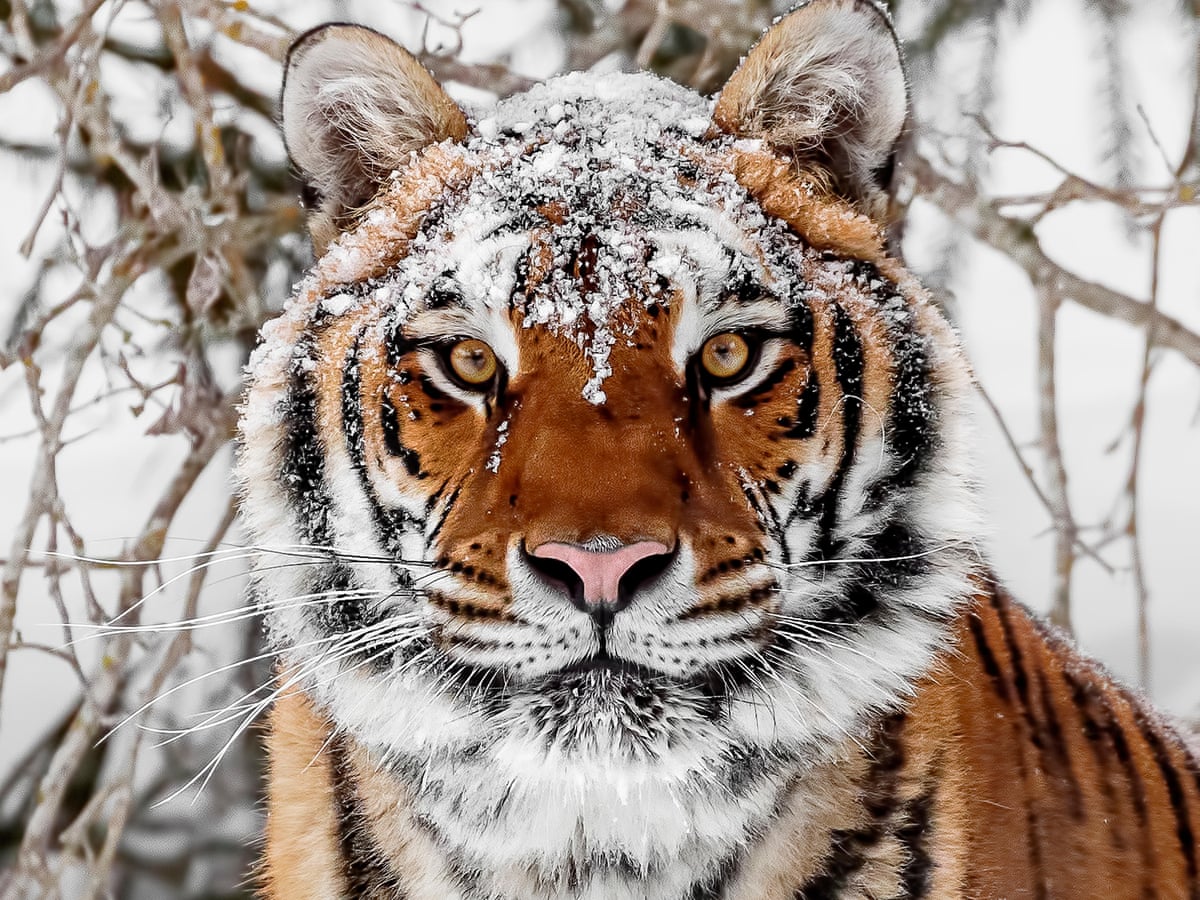The tigers are hungry': endangered but deadly, the world's largest big cat is sowing fear in Siberia's villages | Wildlife | The Guardian
