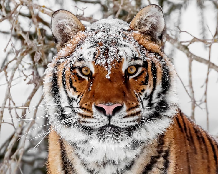 ‘The tigers are hungry’: endangered but deadly, the world’s largest big cat is sowing fear in Siberia’s villages ‘The tigers are hungry’: endangered but deadly, the world’s largest big cat is sowing fear in Siberia’s villages