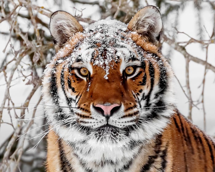 World must change way it produces food to avoid biodiversity collapse, says WWF