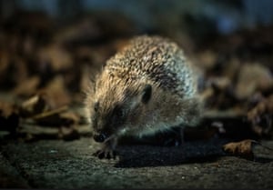 Instituições de caridade para a vida selvagem lançaram a primeira estratégia nacional de conservação de ouriços para deter o declínio da espécie em todo o Reino Unido. O People's Trust for Endangered Species e a British Hedgehog Preservation Society querem deter a queda vertiginosa dos números de ouriços nativos