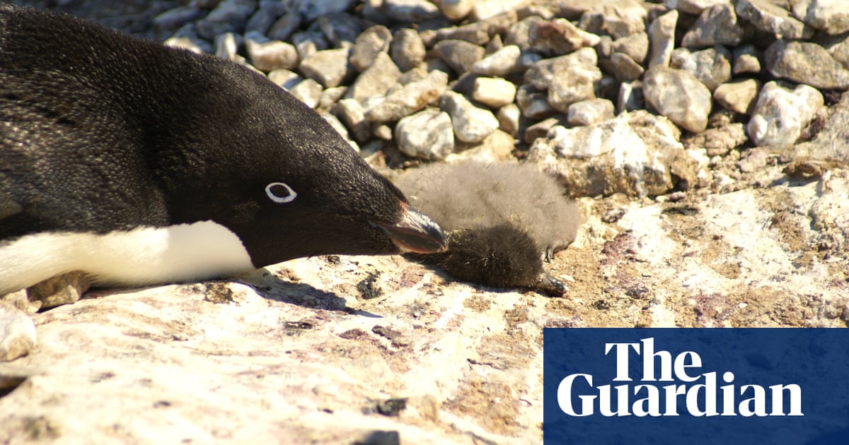 Penguin Disaster As Just Two Chicks Survive From Colony Of Penguin Disaster As Just Two Chicks Survive From Colony Of Environment The Guardian Research Papers For Sale Online also Essay On Health Care Thesis For A Narrative Essay
