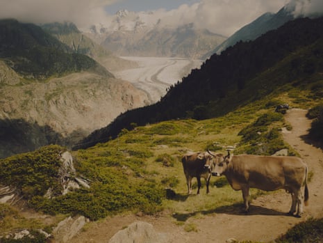 Two cattle on a mountain path with a valley with snow-clad peaks in the distance