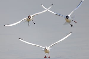 Gaivotas-de-cabeça-marrom acima de uma praia na Cidade do Kuwait, Kuwait