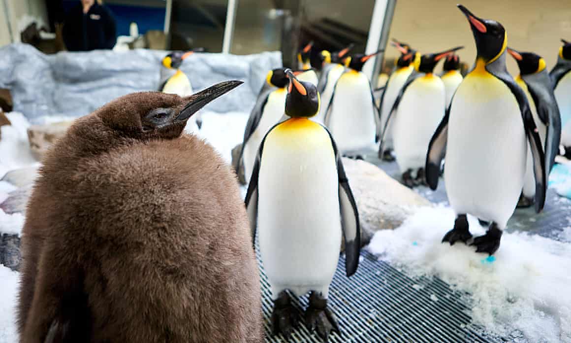 Penguins