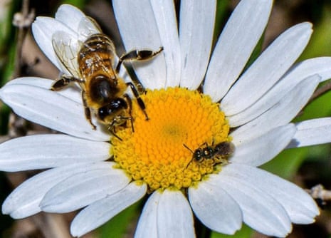 An introduced honey bee and a smaller native sweat bee share a flower in a Patagonian forest.