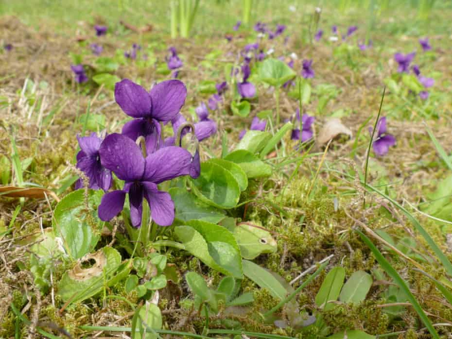 Sweet violets advancing across the lawn at the Hollies