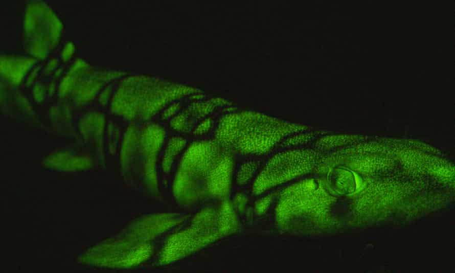A glowing catshark.