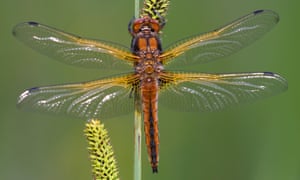 The scarce chaser or Libellula fulva has been extending its range.