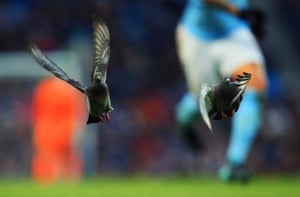 Pigeons take flight during Manchester City’s 4-1 win over Burnley