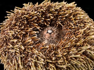 Natural Cure For Ants Natural Cure For Ants