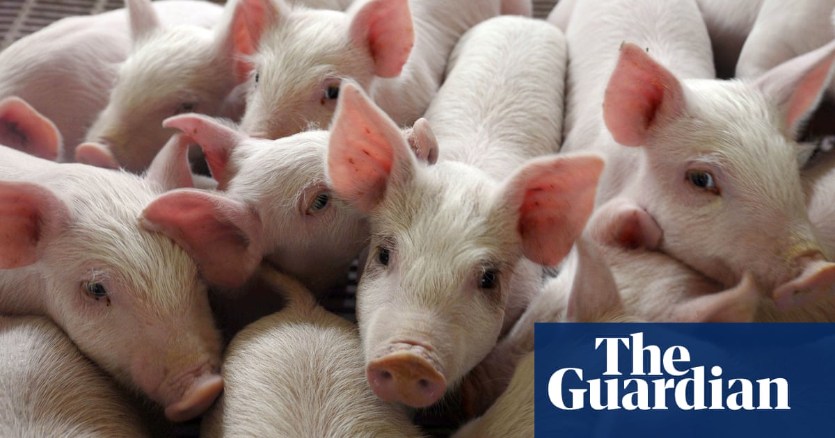 Farm animals and humans should be treated the same, children say