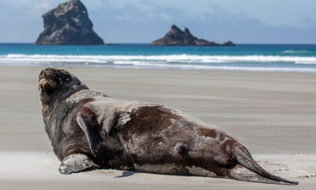 A sea lion sunbathes near Dunedin