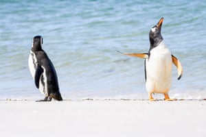 A magellanic and a gentoo penguin hanging out on the beach on the Falkland Islands