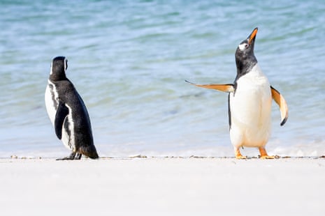 Two Gentoo penguins on the beach - one seen from behind and one from the front, pointing its fins at the other penguin.