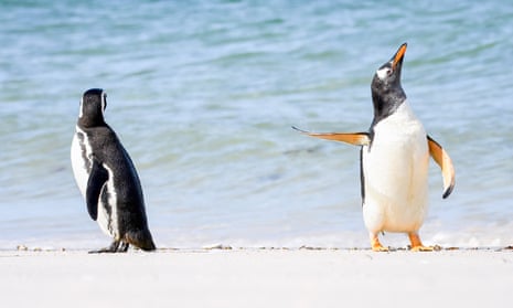 Two penguins on a beach with their backs to each other and one holding its flipper up to the other